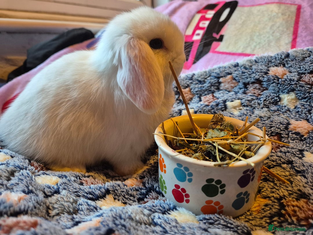 Mini Lop rabbits for sale: 💙 Baby Minilops Ready 25th💙  - Image 11