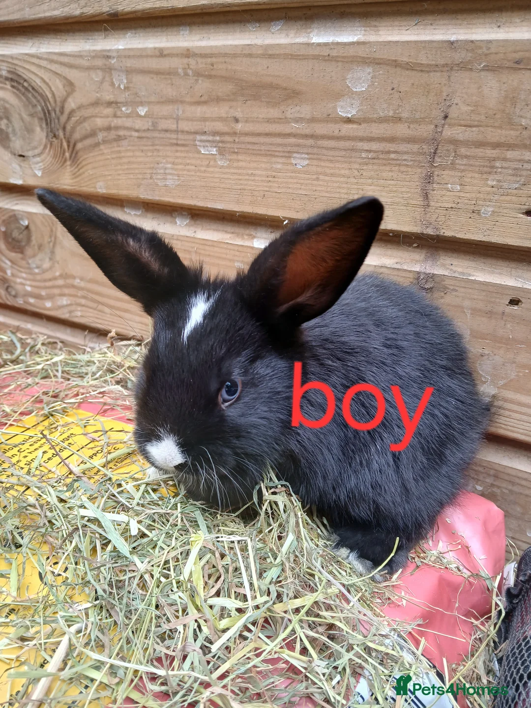 Mini Lop rabbits for sale: Mini lop bunnies  - Advert 2