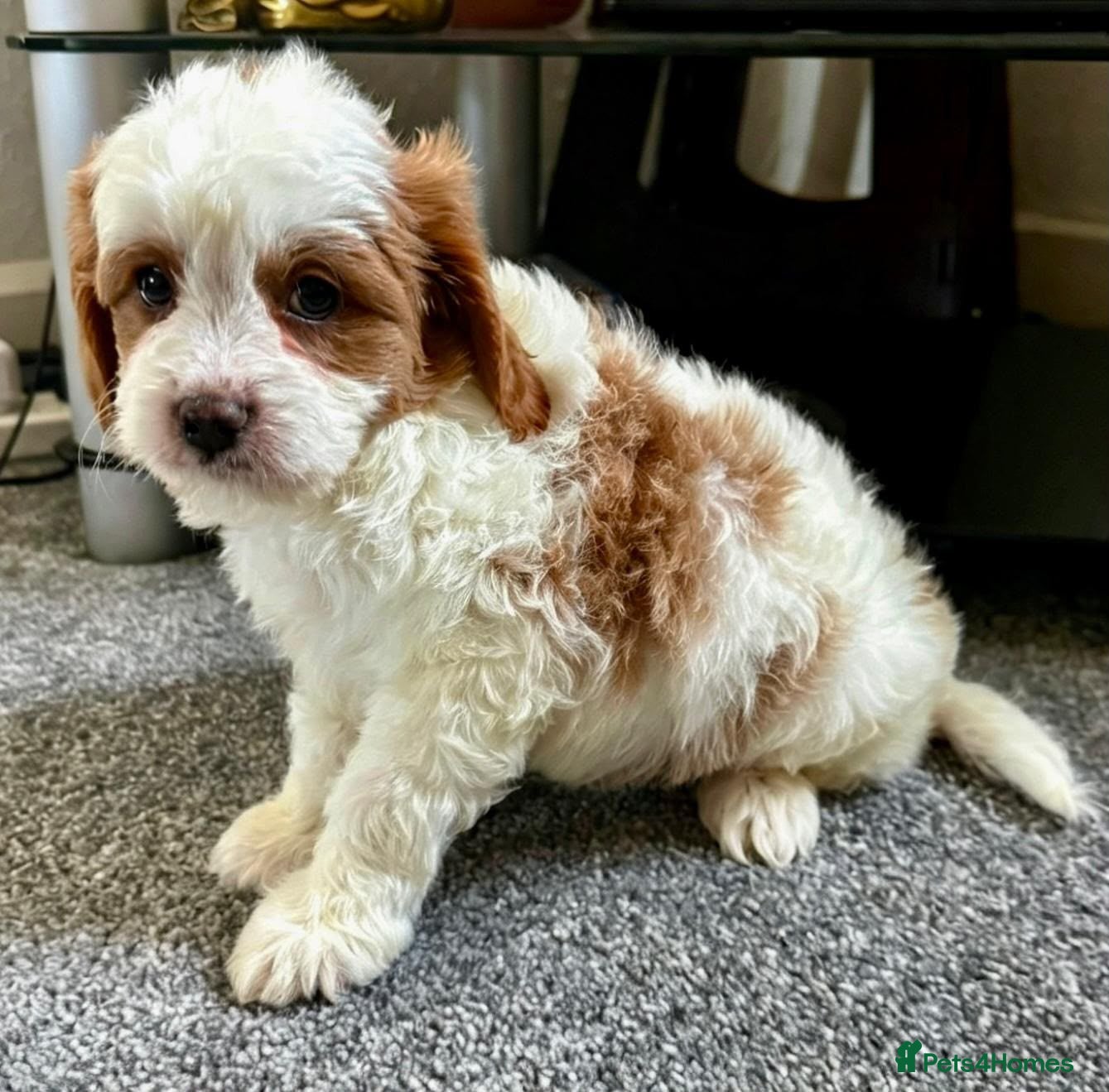 Cavapoo dogs VERY RARE TOY CAVAPOO PUPPIES READY TO LEAVE!  - Advert 12