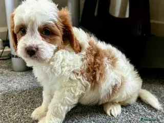 Cavapoo dogs VERY RARE TOY CAVAPOO PUPPIES READY TO LEAVE! - Advert 12