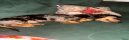 Dachshund dogs for sale: Beautiful KC Registered Dapple Mini Dachshund - Advert 1