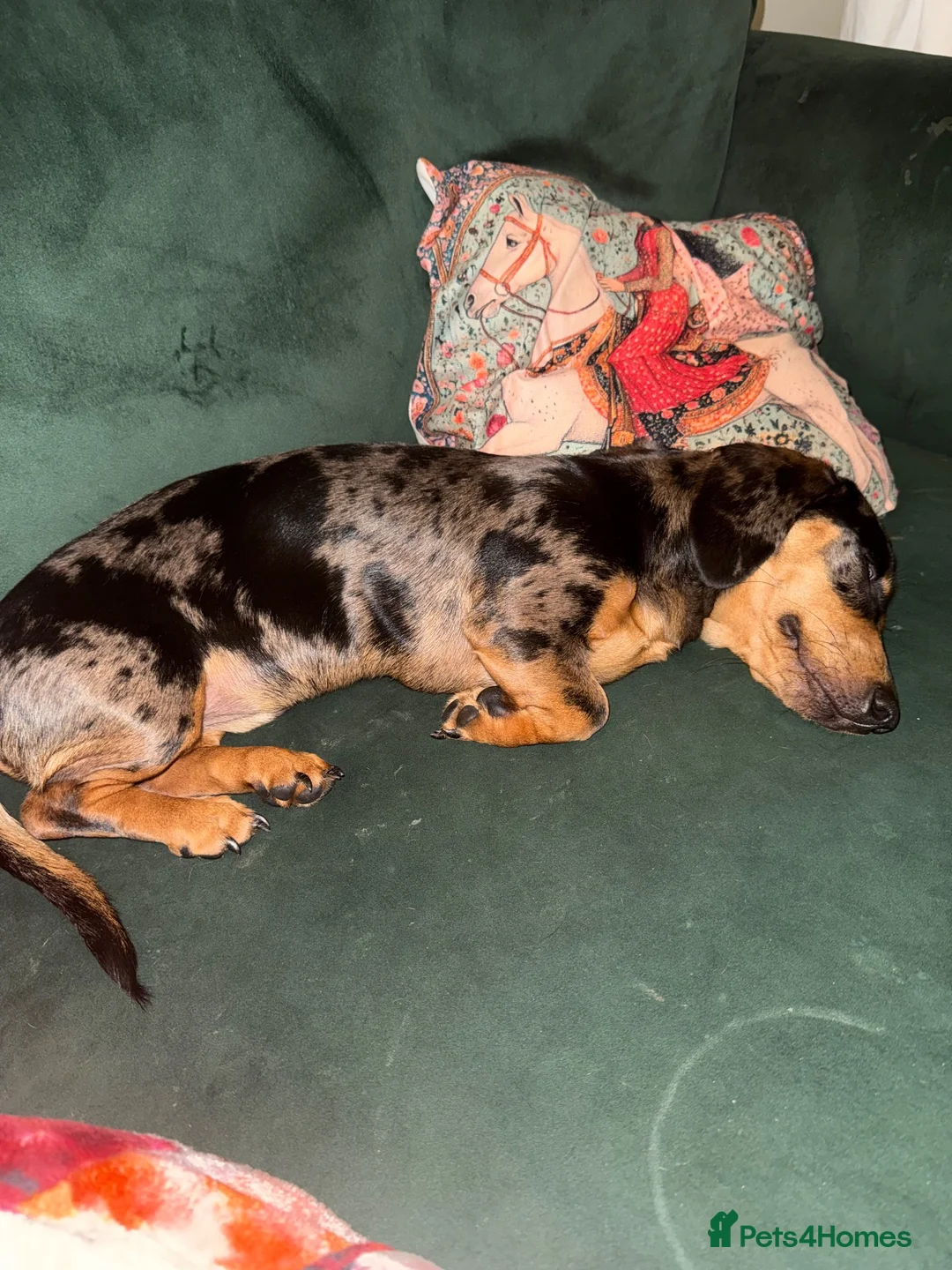 Dachshund dogs for sale: Beautiful KC Registered Dapple Mini Dachshund - Advert 1