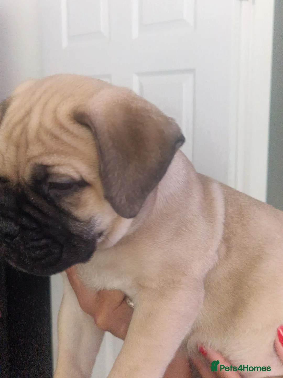Bullmastiff dogs for sale: Bullmastiff Puppies Available - Advert 2