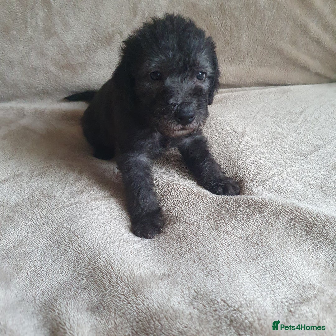 Bedlington Terrier dogs for sale: BEDLINGTON TERRIER PUPS - Image 1