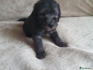 Bedlington Terrier dogs - Advert 1