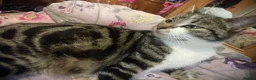 Mixed Breed cats for sale: KITTENS FOR SALE - Advert 2