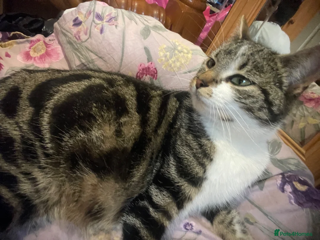 Mixed Breed cats for sale: KITTENS FOR SALE - Advert 2