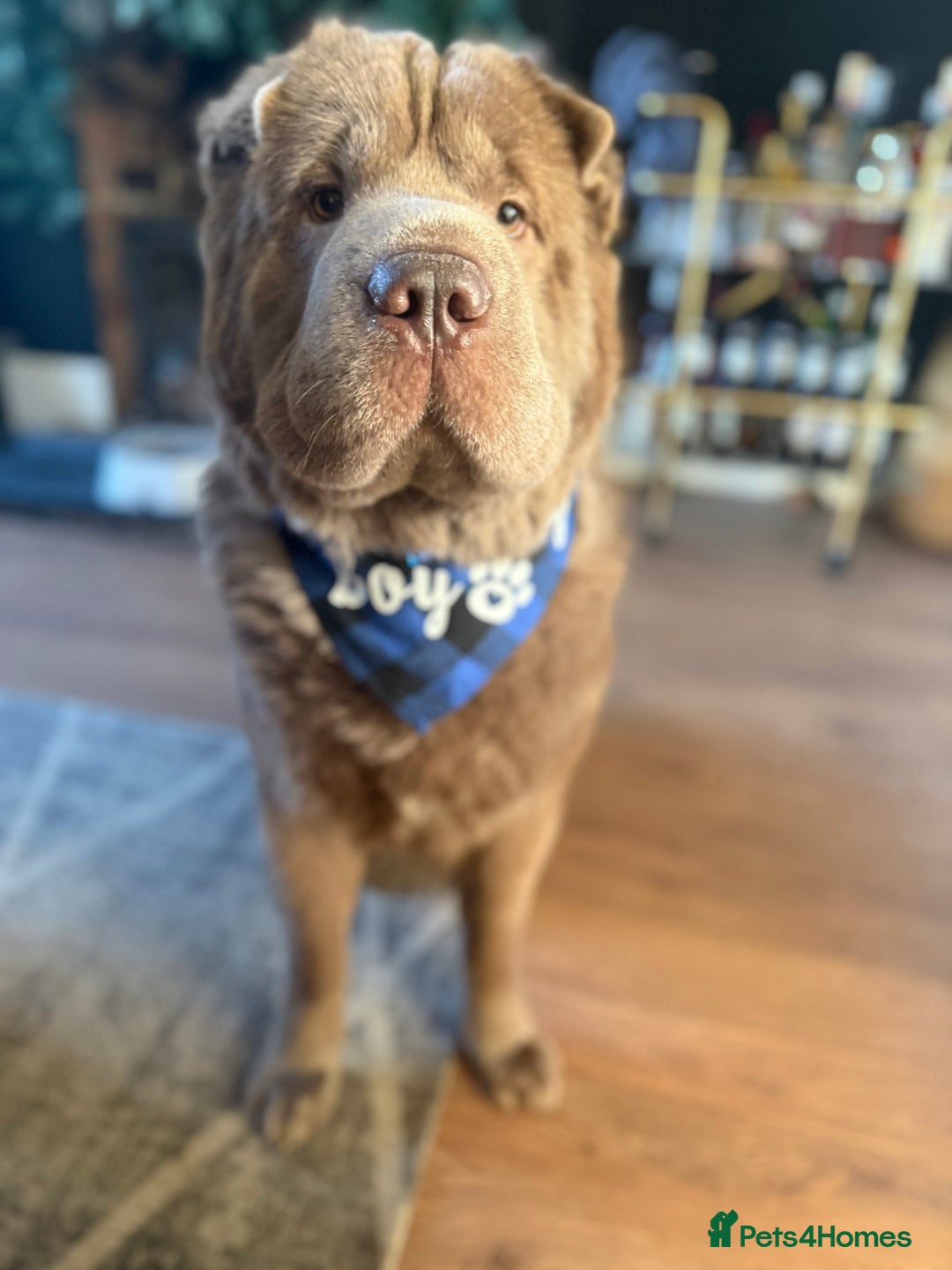 Shar Pei dogs for stud: Yogi for Stud  - Advert 1