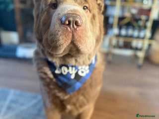 Shar Pei dogs Yogi for Stud - Advert 2