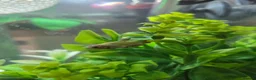 Bettas fish for sale: 5 Female Juvinile Bettas - Advert 4