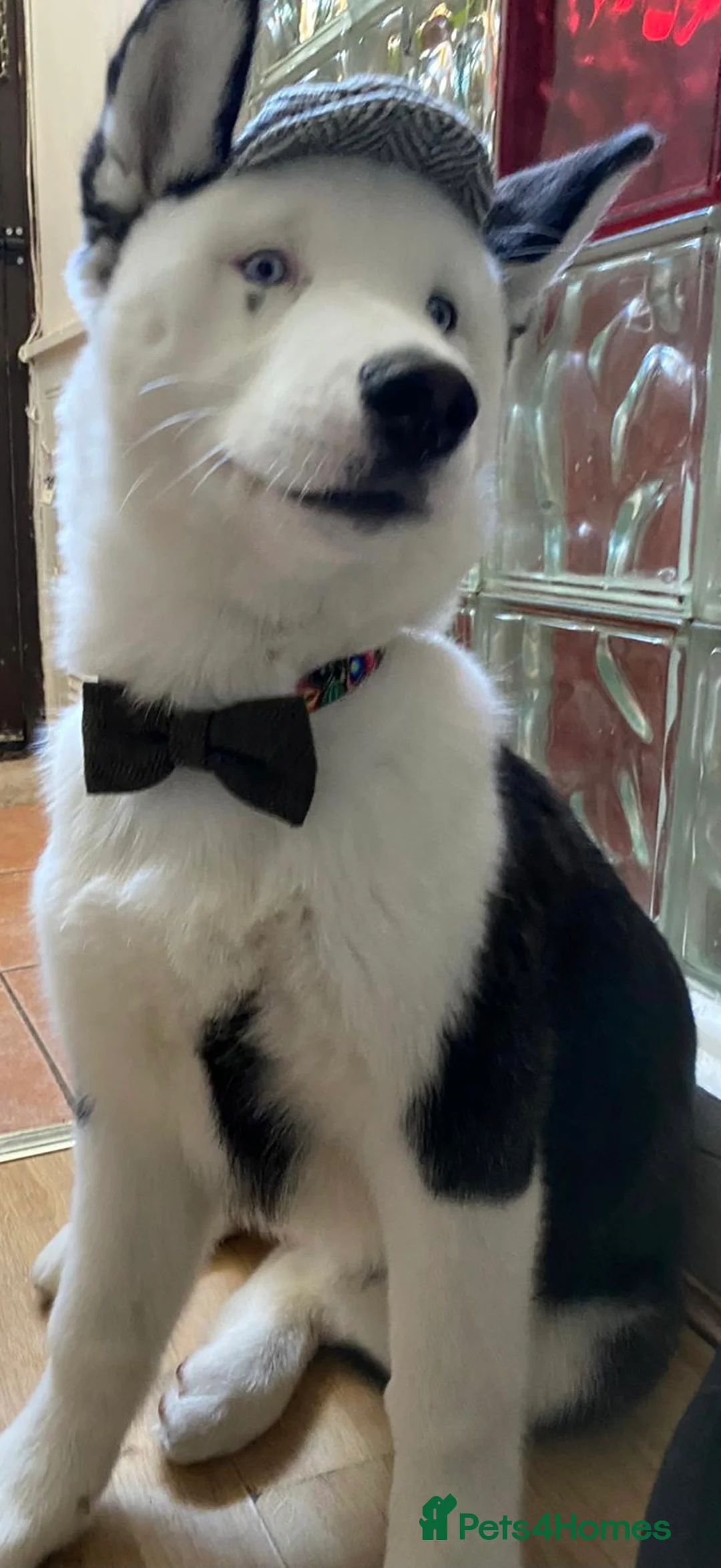 Siberian Husky dogs for stud: Stunning Blue eye Sibrian Husky for Stud (Proven) in Liverpool - Advert 14