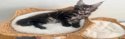 Maine Coon cats for sale: Outstanding show quality Maine coon kittens.  - Advert 31