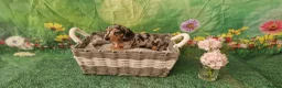 Miniature Dachshund dogs for sale: Stunning smooth haired miniature dacshund - Advert 17