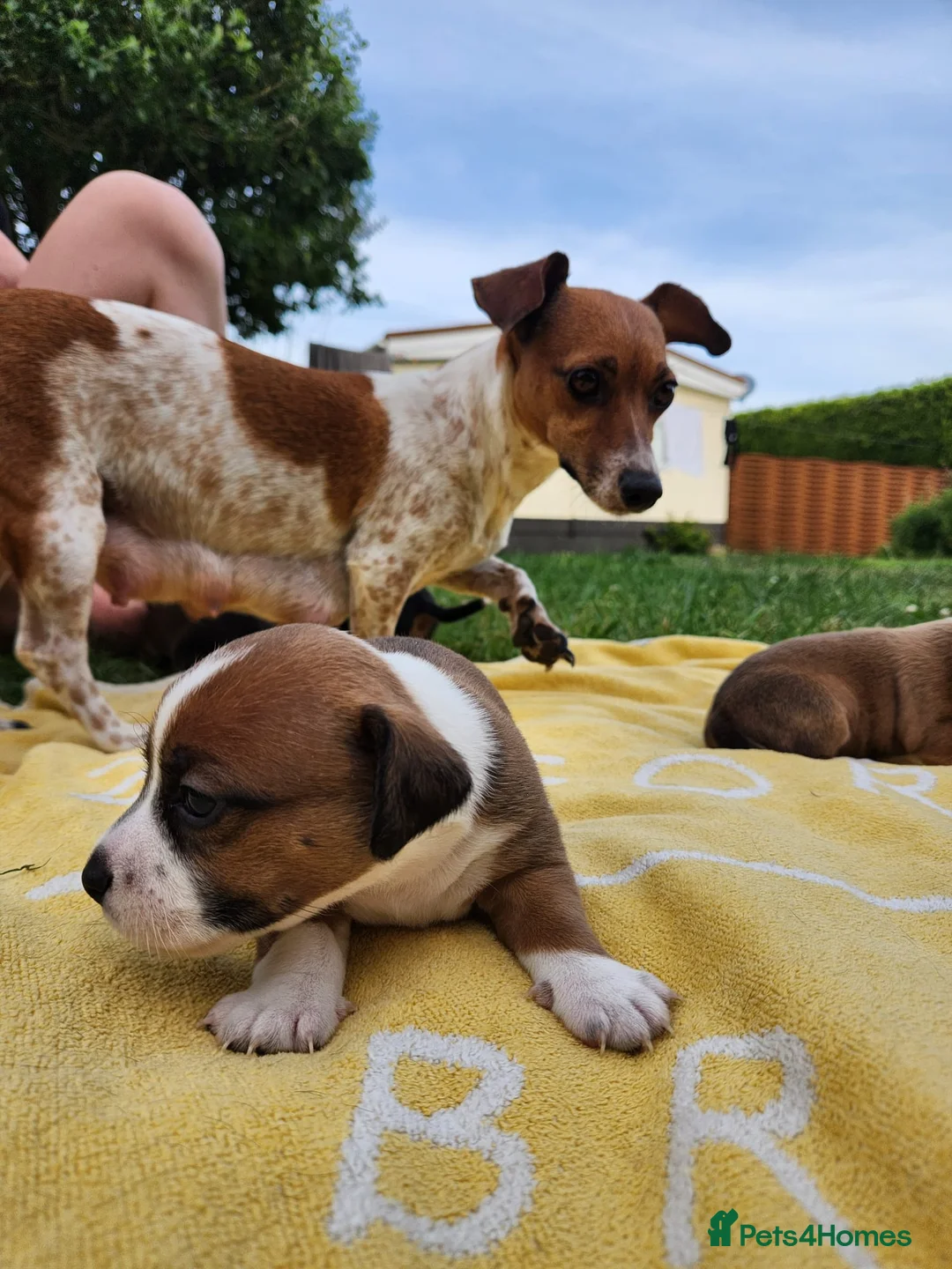 Jack Russell dogs for sale: Jack Russell puppies for sale - Advert 15