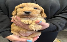 Cockapoo dogs for sale: Cockerpoo - Image 9
