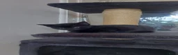 British Shorthair cats for sale: Fluffy black kittens  - Advert 5