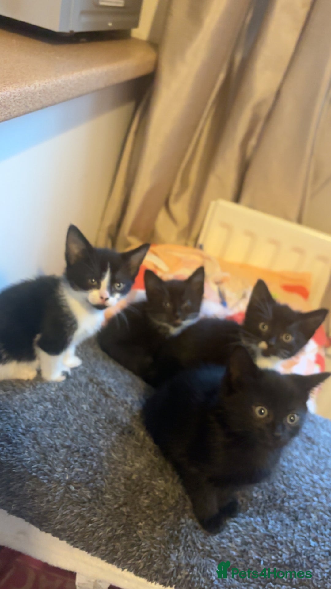 Mixed Breed cats for sale: 4 KITTENS  **  !! 🩷🩷 - Image 10