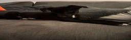 Whippet dogs for stud: Jett Black - Advert 11