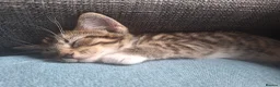 Mixed Breed cats for sale: 3 little boys and 1 girl  - Advert 30