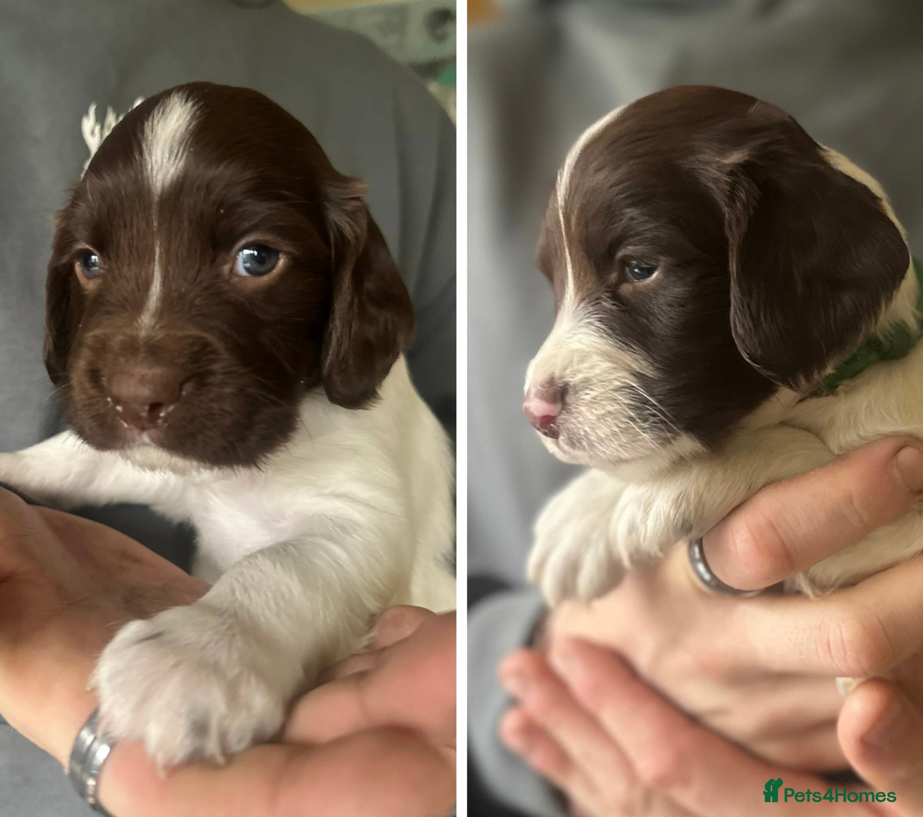 English Springer Spaniel dogs Stunning KC Reg ESS puppies with FTCH sire. - Advert 5