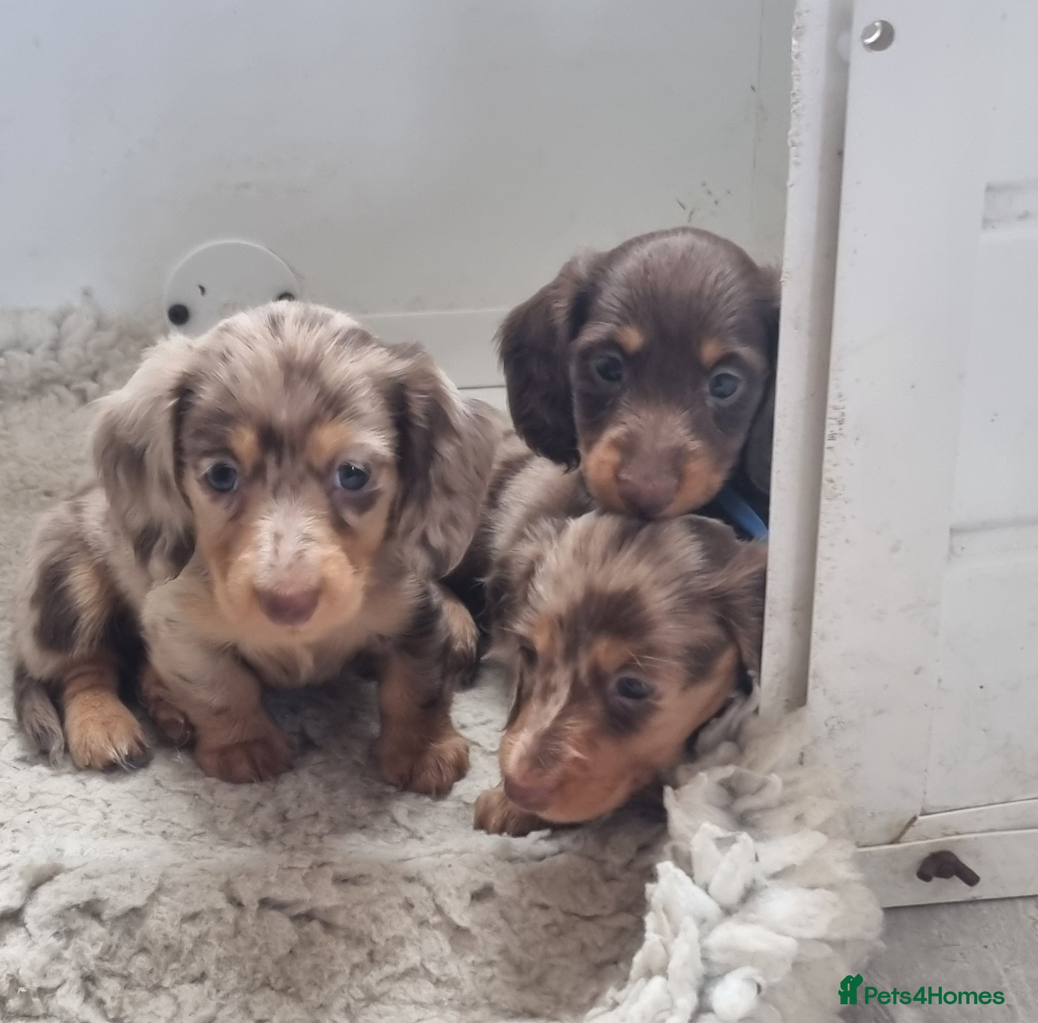 Miniature Dachshund dogs Gorgeous Chocolate and Dapple Long Haired Pups - Advert 1