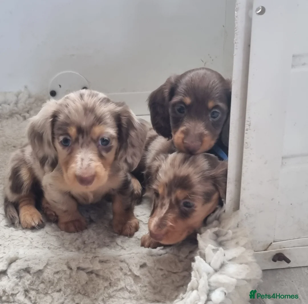 Miniature Dachshund dogs for sale: Gorgeous Chocolate and Dapple Long Haired Pups - Advert 1