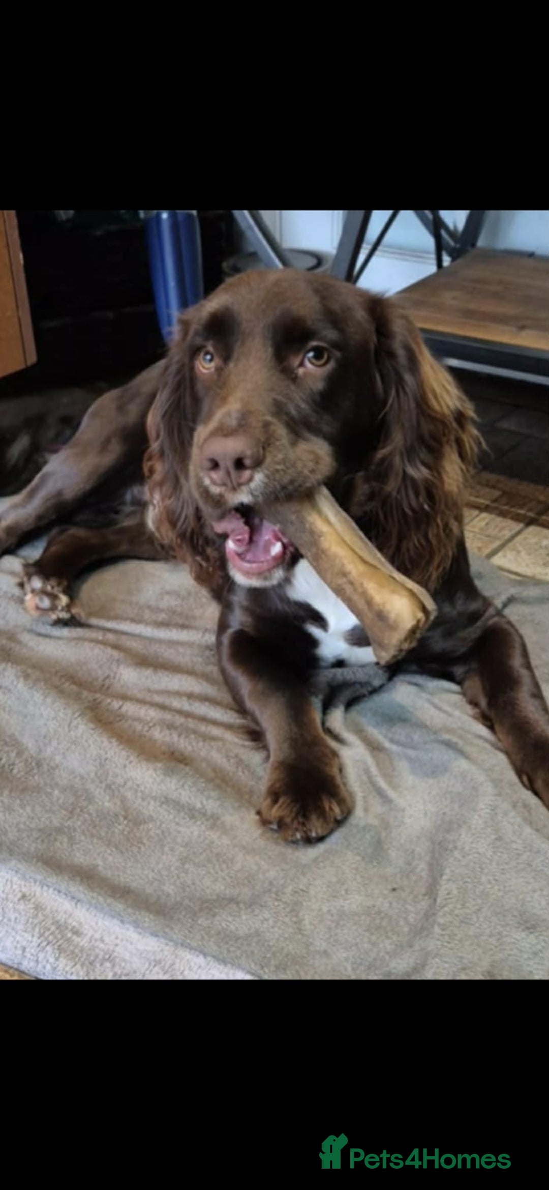 Cocker Spaniel dogs for sale: Lovely boy ready for sale - Advert 2