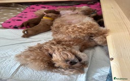 Toy Poodle dogs for sale: Adorable Playful Toy Poodles - 3 Boys Left - Image 26