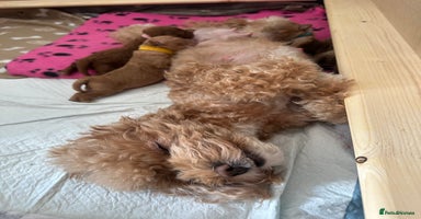 Toy Poodle dogs - Advert 2