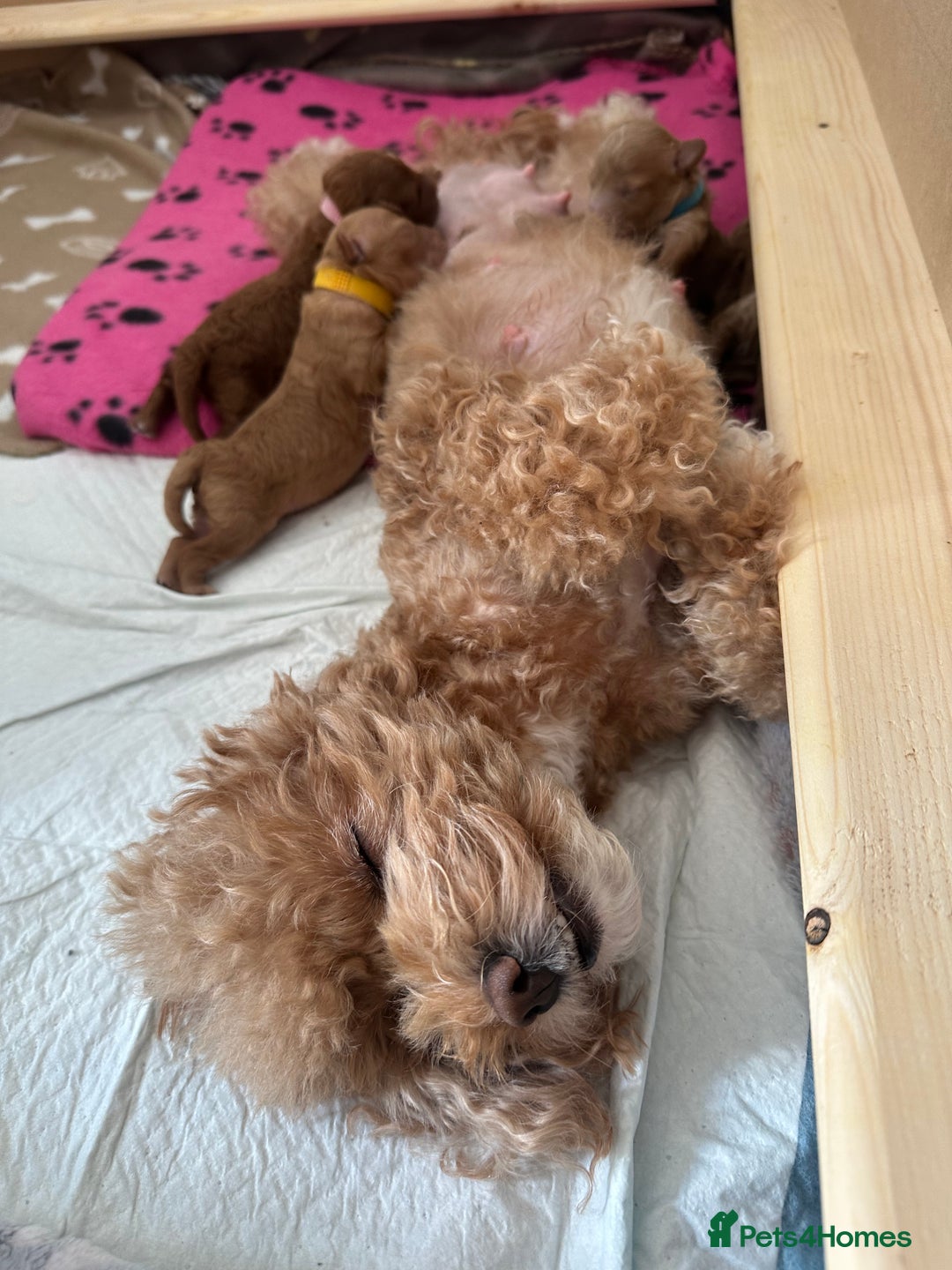 Toy Poodle dogs for sale: Adorable Playful Toy Poodles - 3 Boys Left - Image 26