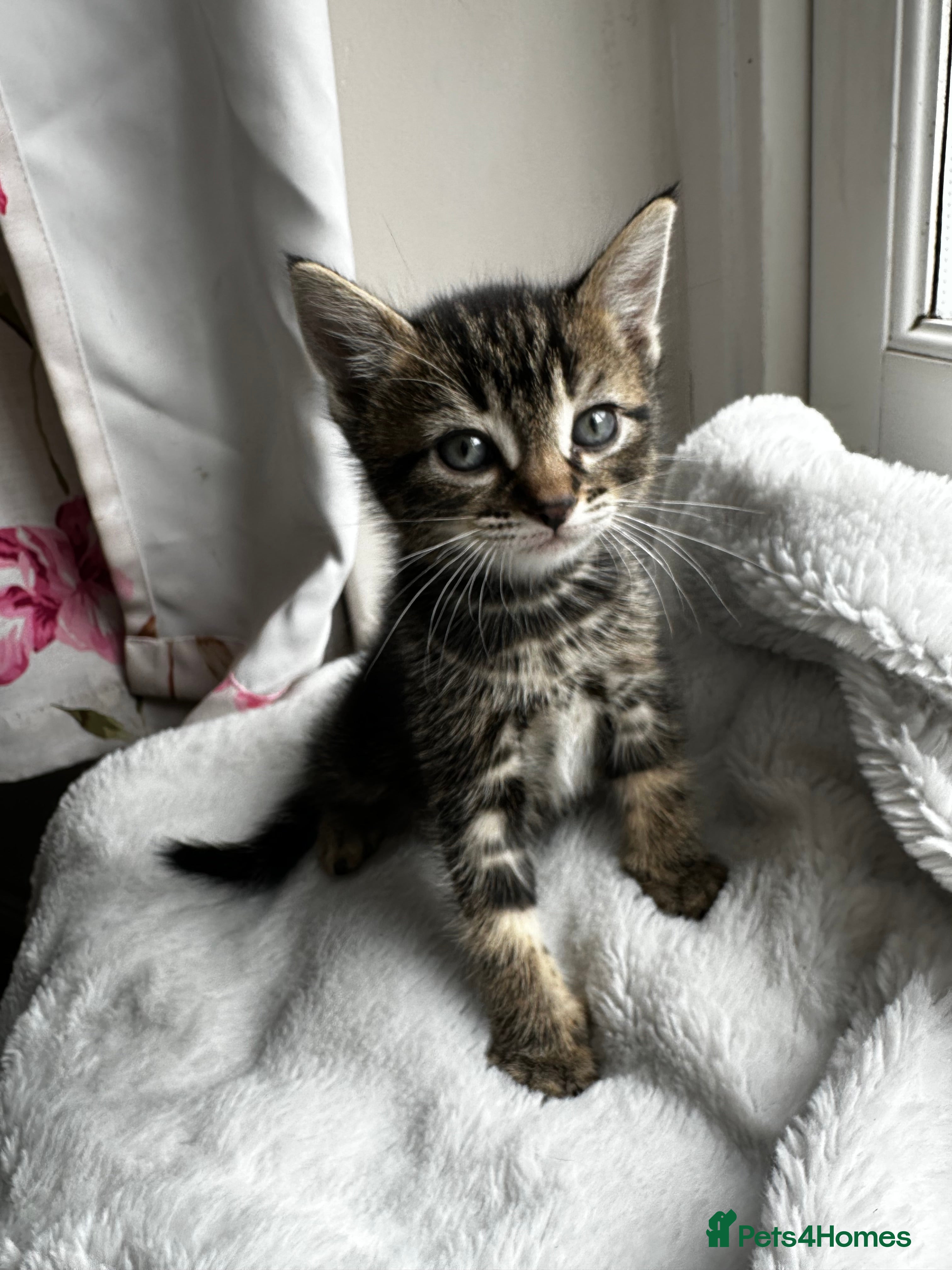 Domestic Shorthair cats Cute playful kittens ready for loving homes - Advert 2