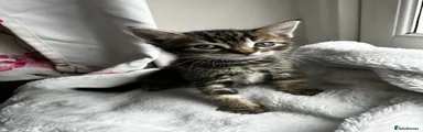  Kitten 1