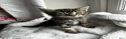 Domestic Shorthair cats for sale: Cute playful kittens ready for loving homes in London - Advert 1