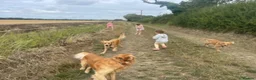 Golden Retriever dogs for sale: Absolutely adorable  golden retriever puppies  in Leighton Buzzard - Advert 10