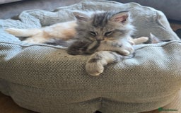 Maine Coon cats for sale: TICA Pedigree Maine Coon Kittens  - Image 30