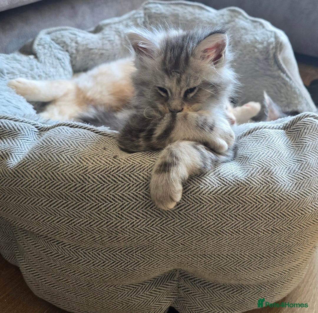Maine Coon cats for sale: TICA Pedigree Maine Coon Kittens  - Image 30