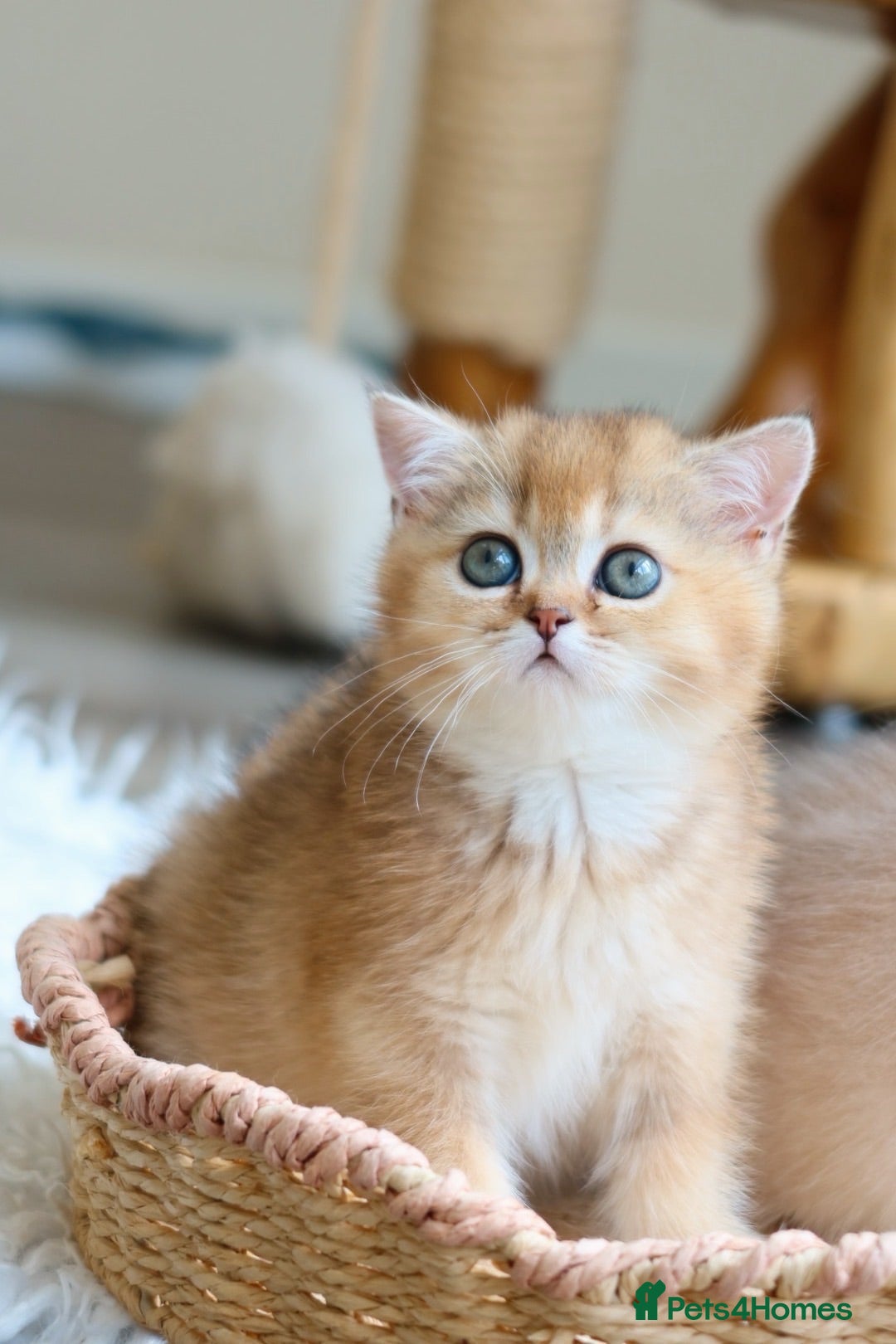 British Shorthair cats Ready Now Stunning Golden Girl British Shorthair - Advert 2