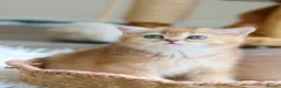 British Shorthair cats for sale: Ready Now Stunning Golden Girl British Shorthair - Advert 2