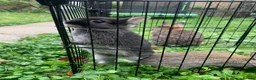 Netherland Dwarf rabbits for sale: LAST 1 LEFT - Gorgeous Netherland Dwarf - Advert 1