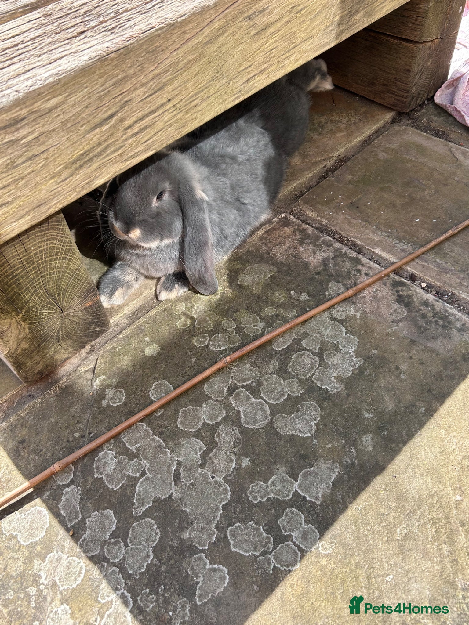 French Lop rabbits for sale: two gorgeous male french lops one giant  in Etchingham - Advert 4