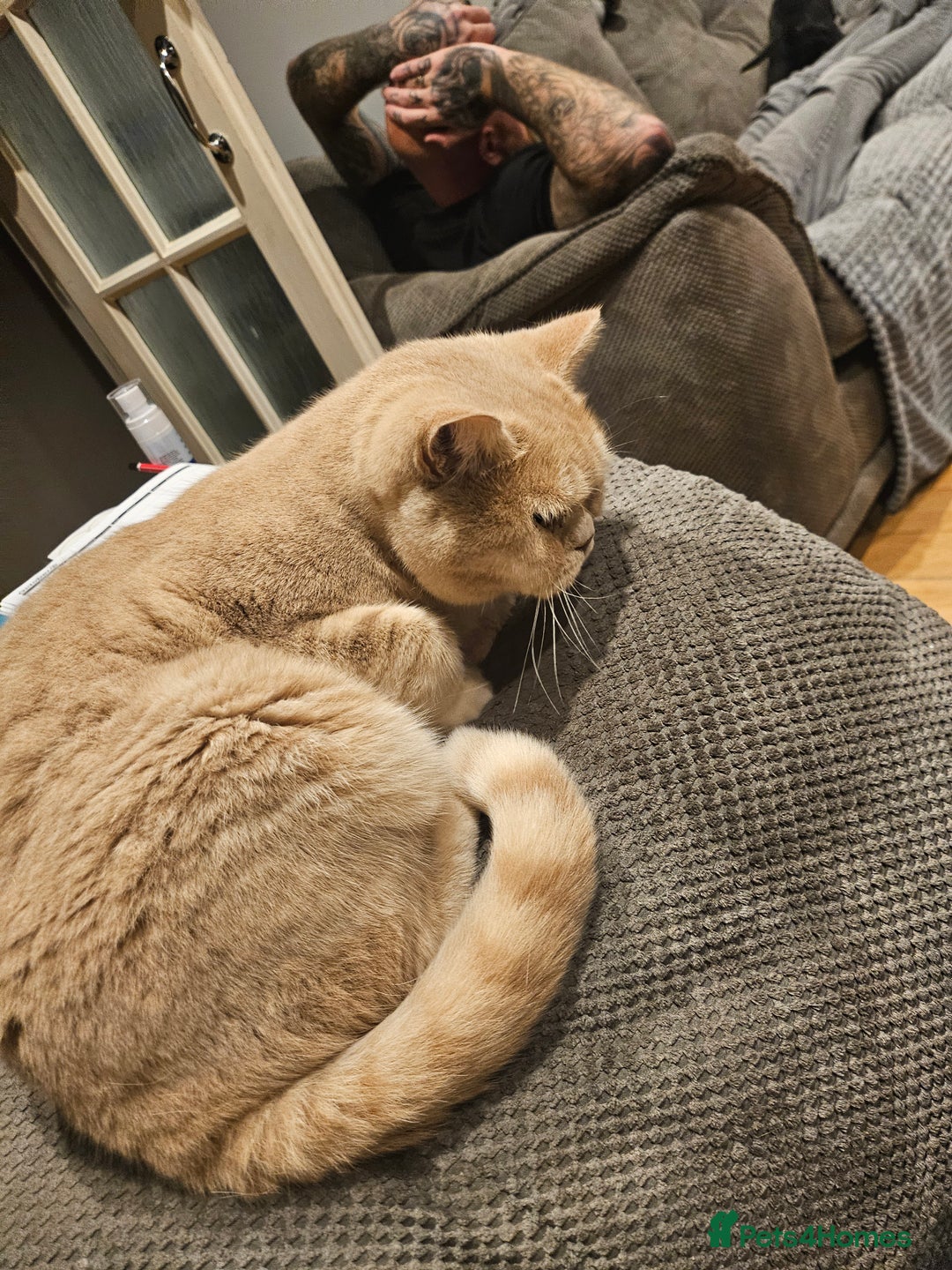 British Shorthair cats for sale: Cream female  - Image 2