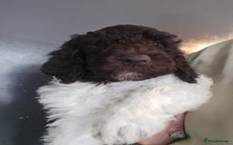 Standard Poodle dogs for sale: Stunning kc standard poodle puppies ready now - Image 5