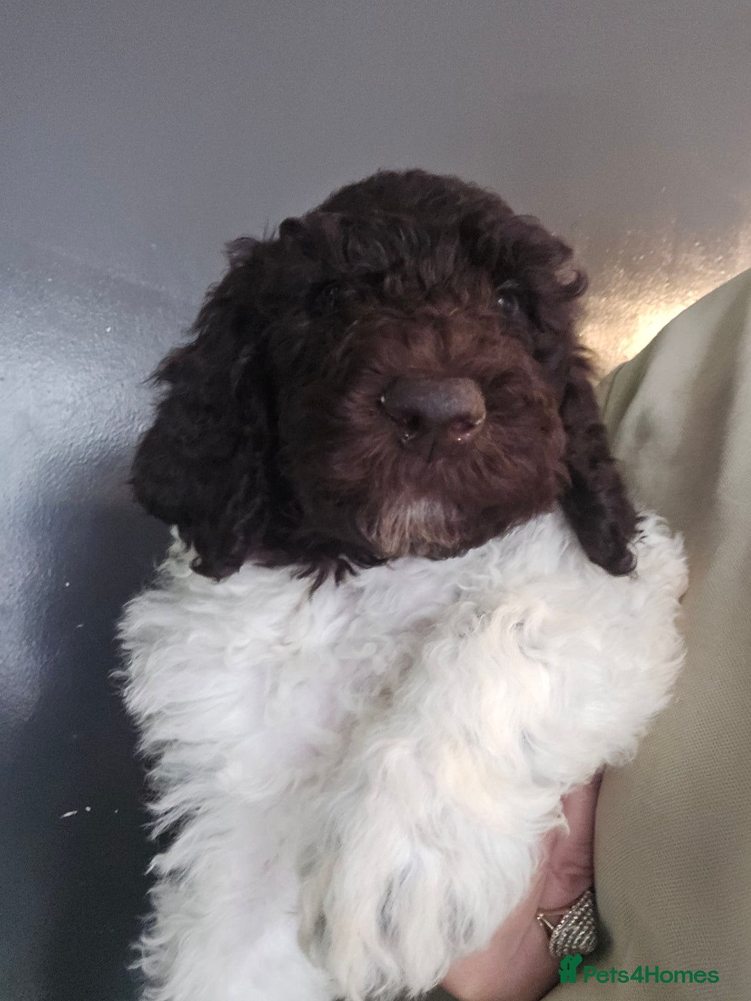 Standard Poodle dogs for sale: Stunning kc standard poodle puppies ready now - Image 5