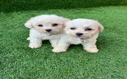 Poodle dogs for sale: Poodles pups for forever home - Image 31