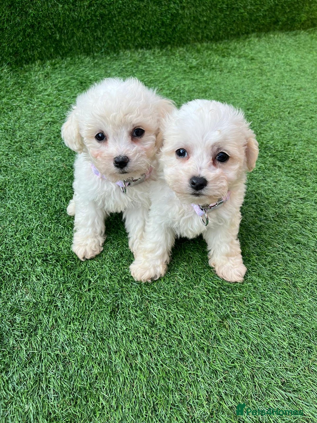 Poodle dogs for sale: Poodles pups for forever home - Image 31