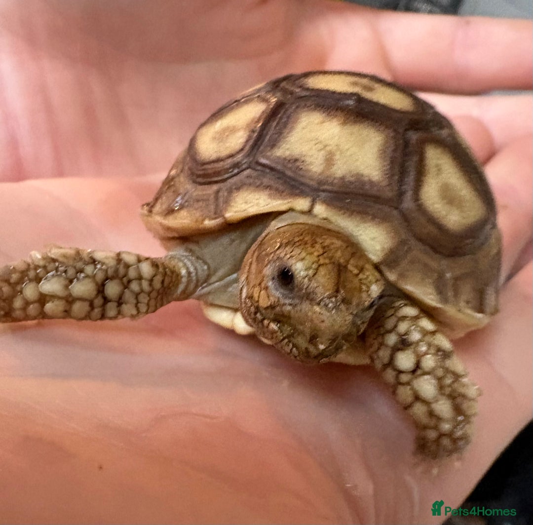 Tortoise reptiles for sale: Sulcata tortoise - Image 2
