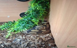 Python Snake reptiles for sale: Female ball python with viv ect thermostat  - Image 1