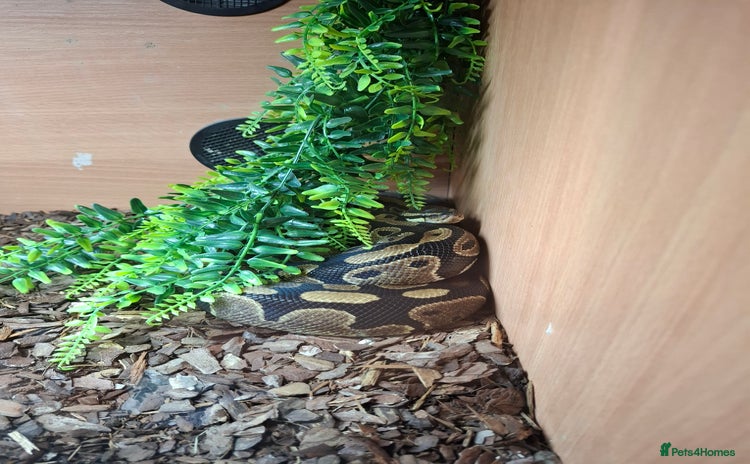 Python Snake reptiles - Advert 12