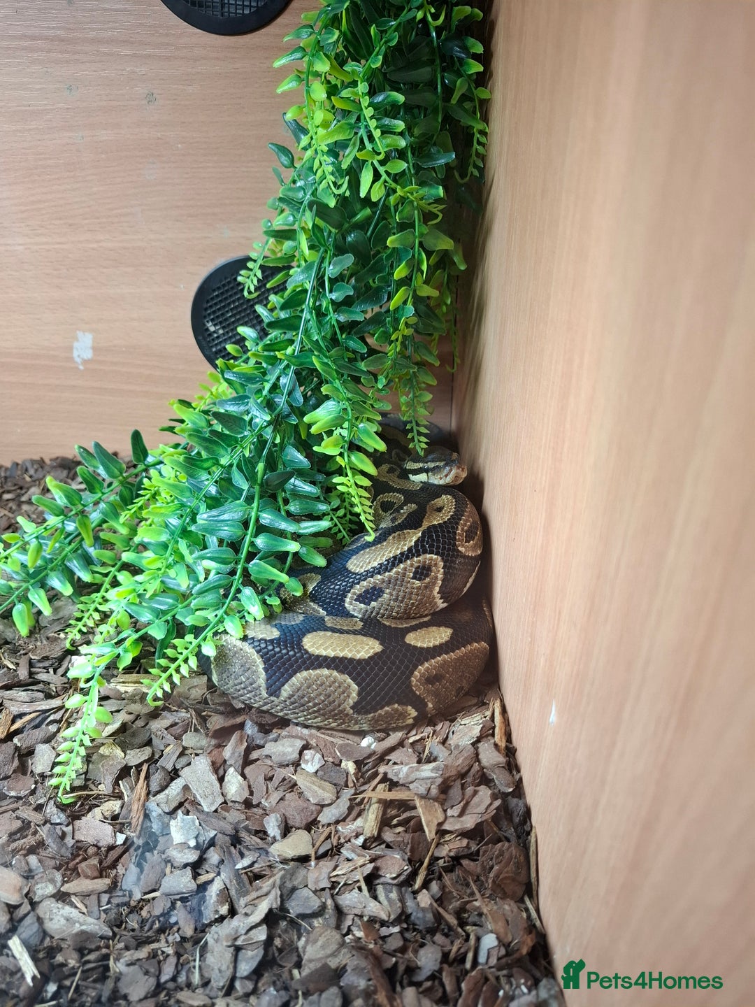 Python Snake reptiles for sale: Female ball python with viv ect thermostat  - Image 1
