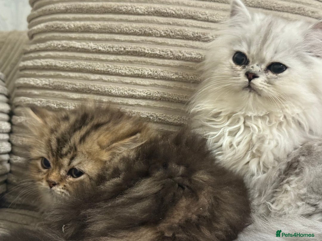 Persian cats for sale: One girl left - Advert 2